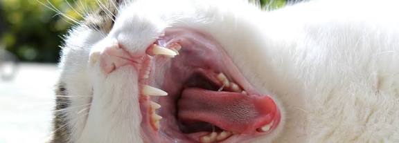 KEDİ VE KÖPEKLERDE AĞIZ KOKUSU 